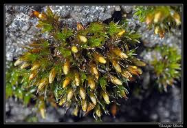 Attēlu rezultāti vaicājumam “Orthotrichum diaphanum”