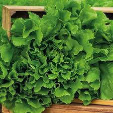 Image result for Endivie