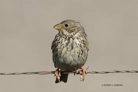 Image result for Emberiza calandra