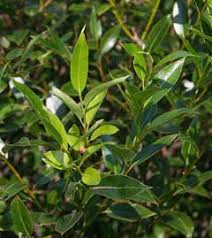 Attēlu rezultāti vaicājumam “Salix pentandra fruit”