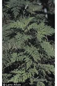 Attēlu rezultāti vaicājumam “Ambrosia artemisiifolia”