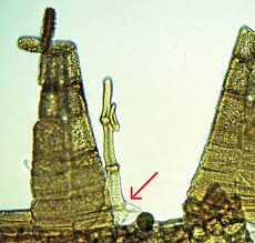 Attēlu rezultāti vaicājumam “Orthotrichum pumilum”