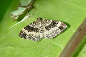 Attēlu rezultāti vaicājumam “Epirrhoe alternata”