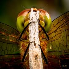 Attēlu rezultāti vaicājumam “Collaria arcyrionema macro”