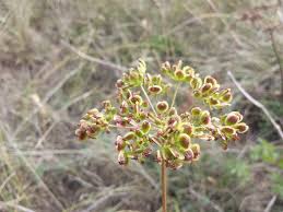 Attēlu rezultāti vaicājumam “Peucedanum oreoselinum flower”