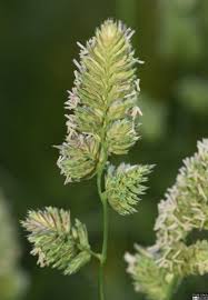 Attēlu rezultāti vaicājumam “Dactylis glomerata subsp. glomerata”