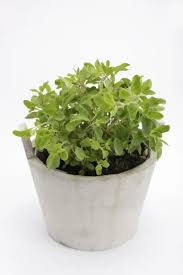 Image result for Origanum majorana