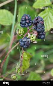 Attēlu rezultāti vaicājumam “Rubus caesius fruit”