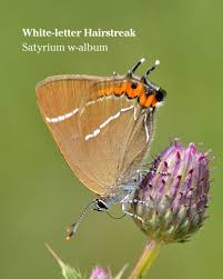 Attēlu rezultāti vaicājumam “Satyrium w-album underside”