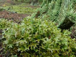 Attēlu rezultāti vaicājumam “Cetraria islandica”