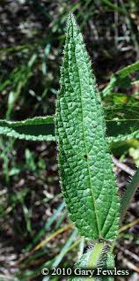 Attēlu rezultāti vaicājumam “Stachys palustris leaf”