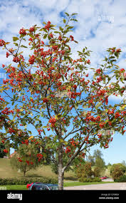 Attēlu rezultāti vaicājumam “Sorbus hybrida”