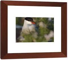 Attēlu rezultāti vaicājumam “Sterna hirundo adult”