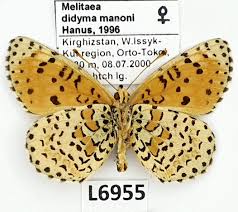 Attēlu rezultāti vaicājumam “Melitaea didyma male”