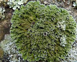 Attēlu rezultāti vaicājumam “Physconia distorta”