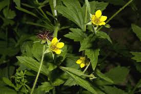 Attēlu rezultāti vaicājumam “Geum urbanum leaf”