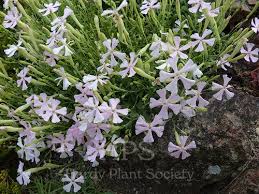 Attēlu rezultāti vaicājumam “Silene x arkwrightii Vesuvius flower”
