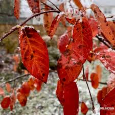 Attēlu rezultāti vaicājumam “Aronia melanocarpa leaf”