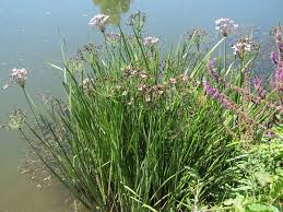 Attēlu rezultāti vaicājumam “Butomus umbellatus fruit”