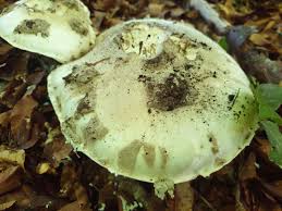 Attēlu rezultāti vaicājumam “Amanita strobiliformis”