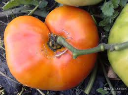 Afbeeldingsresultaat voor mortgage lifter bicolor strain tomato