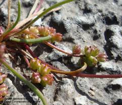 Attēlu rezultāti vaicājumam “Triglochin maritimum fruit”