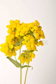 Image result for Calceolaria integrifolia