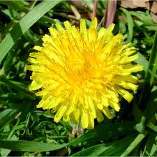 Attēlu rezultāti vaicājumam “Taraxacum”