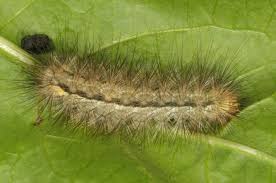 Attēlu rezultāti vaicājumam “Spilosoma lutea imago”