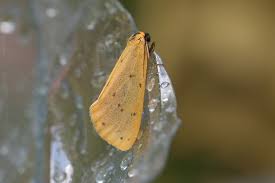 Attēlu rezultāti vaicājumam “Setina irrorella”