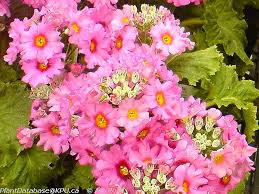 Image result for Primula malacoides