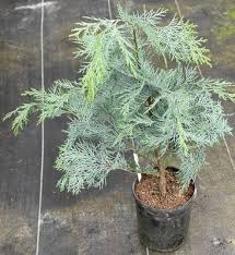 Attēlu rezultāti vaicājumam “Chamaecyparis lawsoniana”