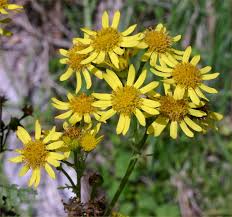 Attēlu rezultāti vaicājumam “Jacobaea vulgaris flower”