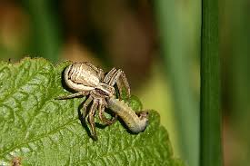 Attēlu rezultāti vaicājumam “Xysticus ulmi”