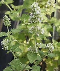 Image result for Nepeta cataria