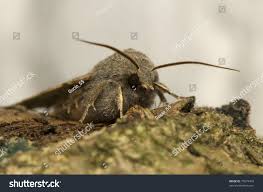 Attēlu rezultāti vaicājumam “Orthosia incerta”