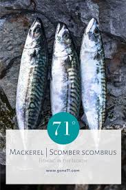 Image result for Scomber scombrus