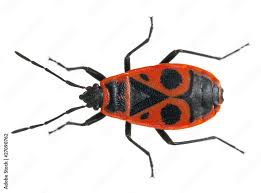 Attēlu rezultāti vaicājumam “Pyrrhocoris apterus imago”