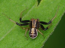 Attēlu rezultāti vaicājumam “Xysticus ulmi”