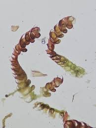 Attēlu rezultāti vaicājumam “Nowellia curvifolia”