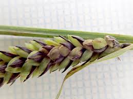 Attēlu rezultāti vaicājumam “Carex acuta fruit”