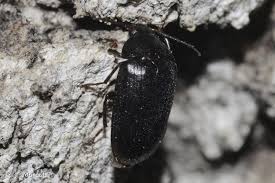 Attēlu rezultāti vaicājumam “Prionychus ater”