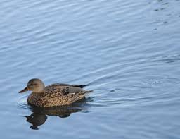 Attēlu rezultāti vaicājumam “Anas strepera female”