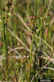 Attēlu rezultāti vaicājumam “Scheuchzeria palustris fruit”