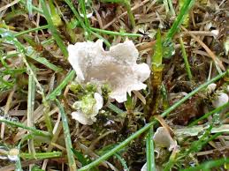 Attēlu rezultāti vaicājumam “Arrhenia retiruga”