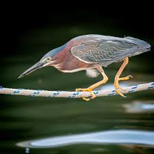 Image result for Butorides virescens