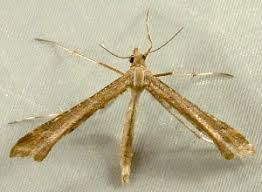 Attēlu rezultāti vaicājumam “Platyptilia tesseradactyla”