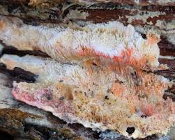 Attēlu rezultāti vaicājumam “Ceriporia purpurea”