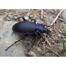 Attēlu rezultāti vaicājumam “Carabus violaceus”