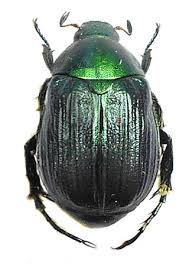 Attēlu rezultāti vaicājumam “Anomala dubia”